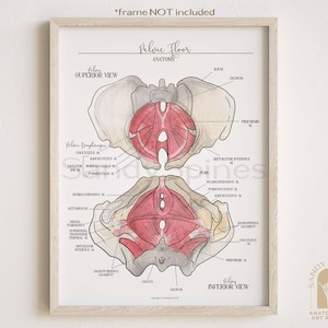 Pelvic Floor Anatomy Poster: Labeled Medical Art Print