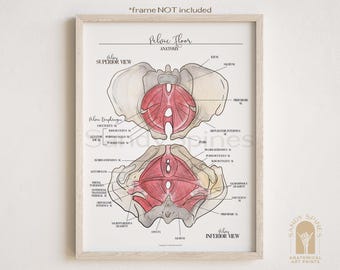 Pelvic Floor Anatomy Poster: Labeled Medical Art Print