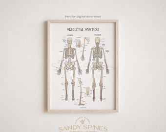 Skeletal Anatomy Poster | Sandyspines | BUNDLE | Watercolor Art for chiropractors, PTs, osteopaths, massage therapy