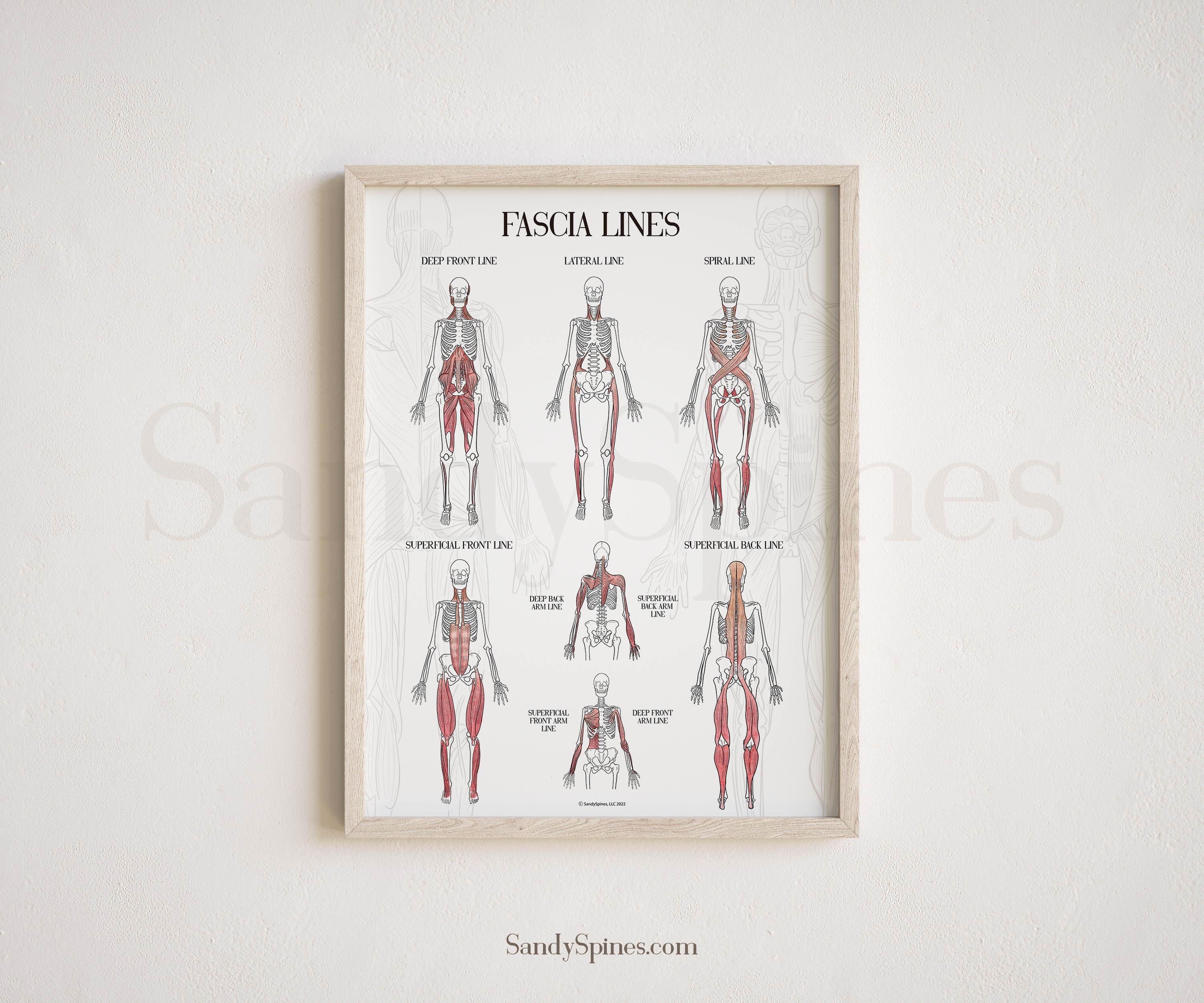 Fascia Lines Anatomy Poster | SANDYSPINES | Art for chiropractors, massage therapists, PTs