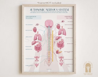 ANS Chart Poster (2025) Autonomic Nervous System | Anatomy art for Physical Therapists, Chiropractors