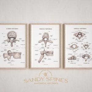 Cervical, Thoracic and Lumbar Vertebra Anatomy Posters | SandySpines | Anatomy art for chiropractic, physical therapy and osteopathic office