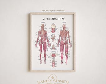 Muscle Anatomy Poster | Sandyspines | BUNDLE | Watercolor Art for chiropractors, PTs, osteopaths, massage therapy