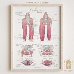 Lumbopelvic Muscle Watercolor Poster: Pelvic Floor Anatomy