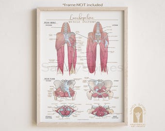 Lumbopelvic Muscle Watercolor Poster: Pelvic Floor Anatomy