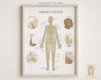 Nerve Anatomy Poster| SANDYSPINES | Art for Chiropractors, physical therapists, Osteopaths and More