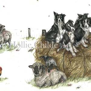 Collies and Hampshire sheep Limited edition print