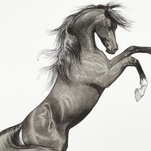 May include: A detailed pencil drawing of a rearing horse. The horse is depicted in shades of gray and black, with its front legs raised and its head turned to the side. The mane and tail are flowing, adding a sense of movement.