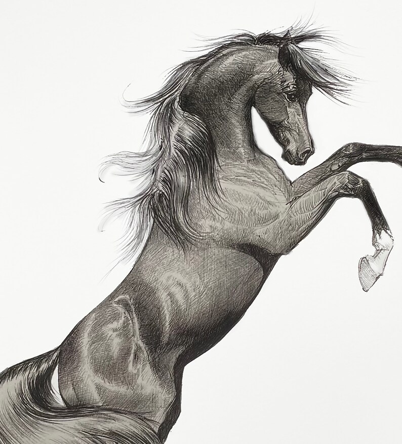 May include: A detailed pencil drawing of a rearing horse. The horse is depicted in shades of gray and black, with its front legs raised and its head turned to the side. The mane and tail are flowing, adding a sense of movement.