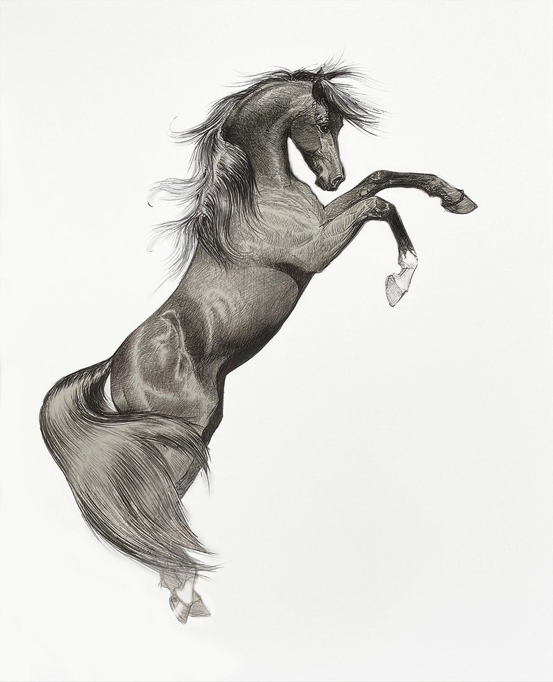 May include: A detailed pencil drawing of a rearing horse. The horse is depicted in a dynamic pose, with its front legs raised and its body arched. The artwork showcases the horse's muscular form and flowing mane and tail against a white background.