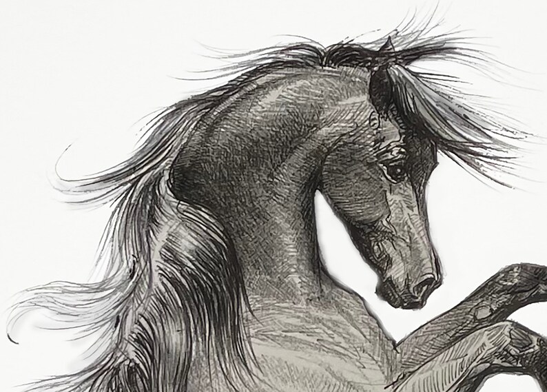May include: A detailed black and white sketch of a horse rearing up. The horse's mane and tail flow dramatically, suggesting movement. The artwork is done in a detailed, realistic style, with shading to create depth.