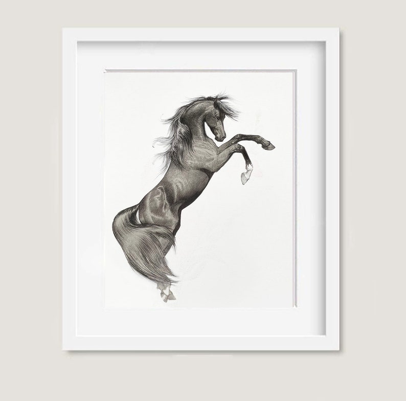 May include: A framed black and white pencil drawing of a rearing horse. The horse is depicted in a dynamic pose, with its front legs raised and its body arched. The artwork is set against a white background.
