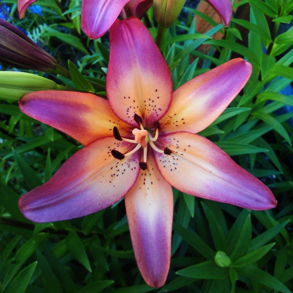 Royal Sunset Lily Flower Bulbs Purple-Pink &Peach will bloom this spring/summer. Hardy zones: 3-9; easy to grow perennial, will multiply!!