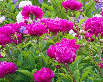 Peony And Thyme Etsy Peony And Thyme Etsy