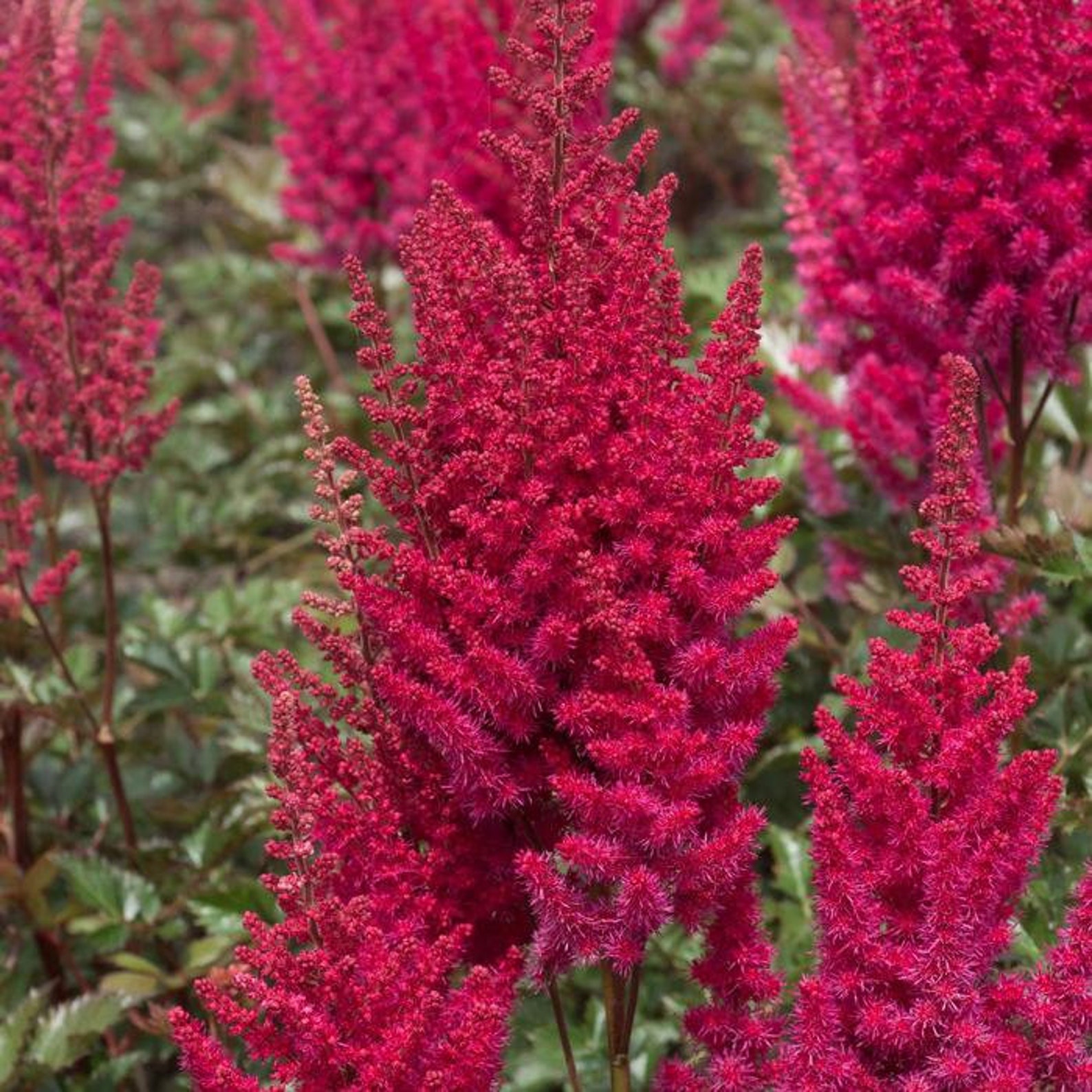 Astilbe 'Lowlands Ruby Red' Live Plant Grows 24 | Etsy