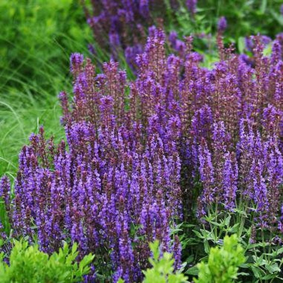 Salvia nemorosa 'Wesuwe' MEADOW SAGE Live Perennial Etsy