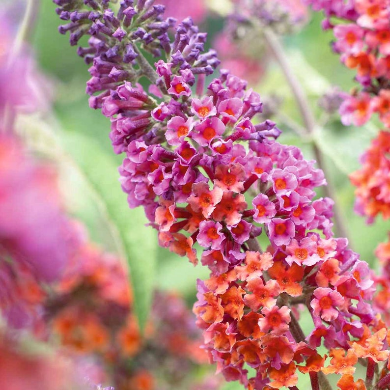 BICOLOR BUTTERFLY BUSH Live Plant Grows 5 to 6 Feet Tall Etsy