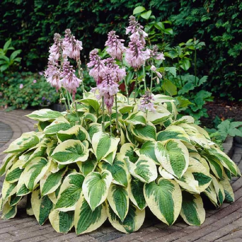 HOSTA 'WIDE BRIM' Perennial Shade Plant Plantain Lily Etsy