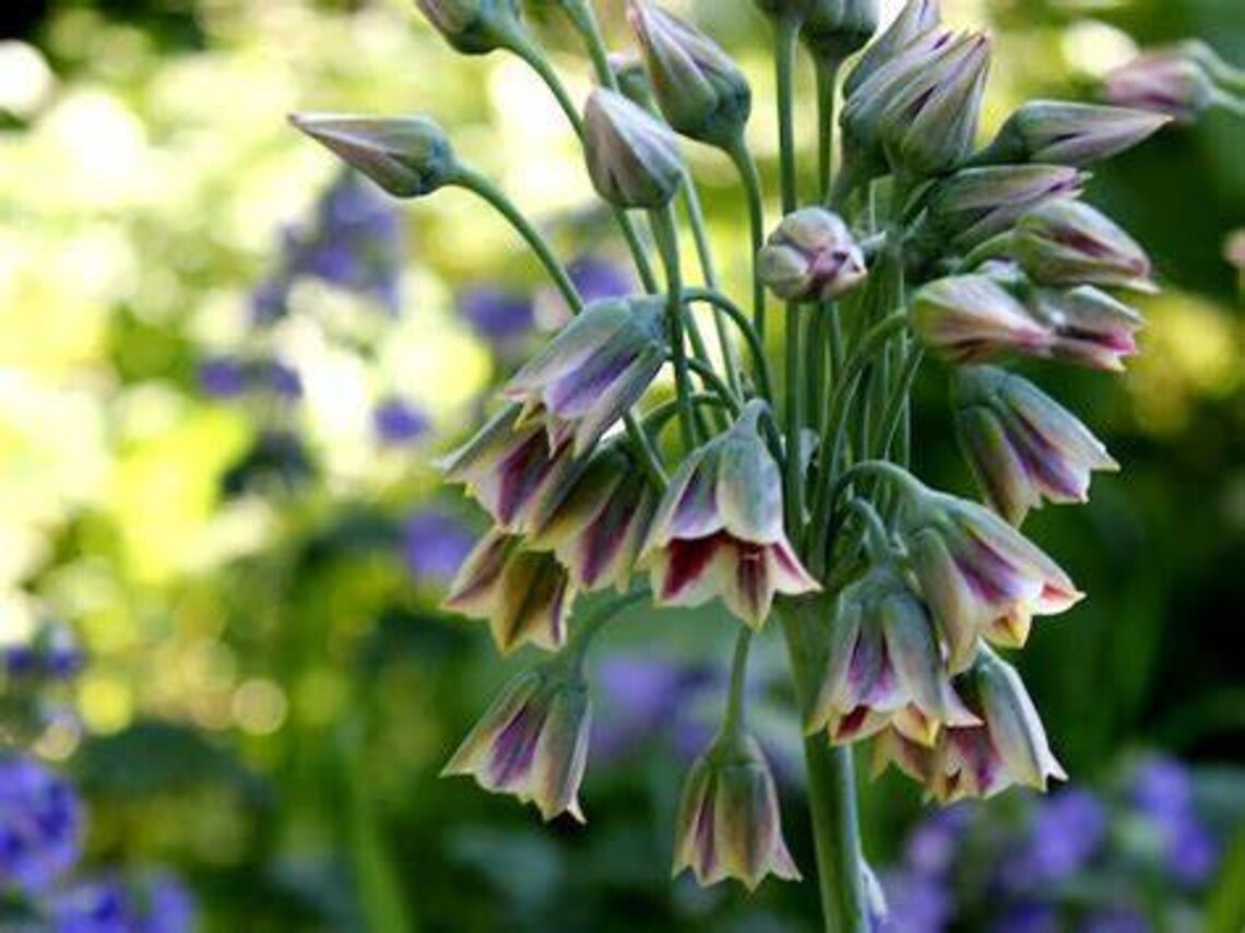 Honeybell Allium Bulbs Flowers Flowers Attract Hummingbirds Etsy