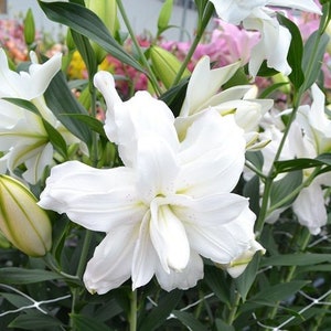 Lotus pure лилия