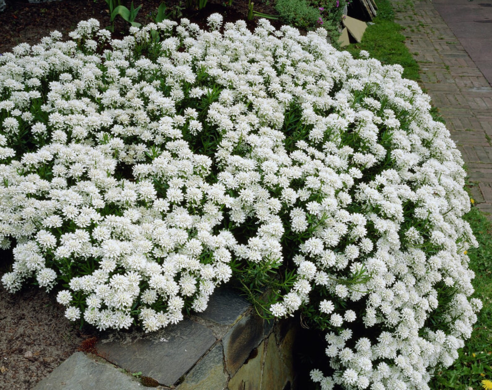 Iberis 'Tahoe Snow White' CANDYTUFT Live Perennial Etsy