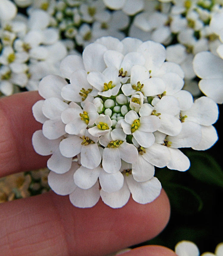 Iberis 'Tahoe Snow White' CANDYTUFT Live Perennial | Etsy