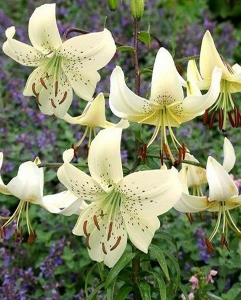 Lilium lancifolium WHITE TWINKLE Tiger Lily Flower Bulbs Ivory | Etsy