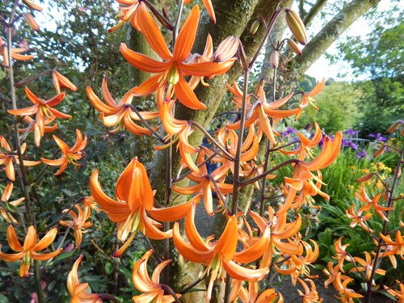 Martagon Lily ORANGE MARMALADE Huge 20/22 CM Flower Bulbs Etsy