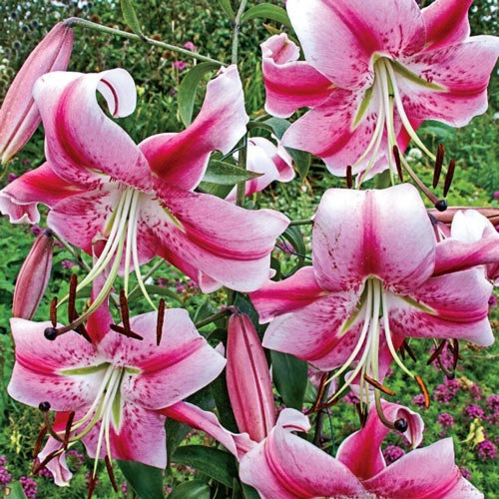Giant Tree Lily ANASTASIA Tall OT Oriental Trumpet Lily Bulbs Etsy