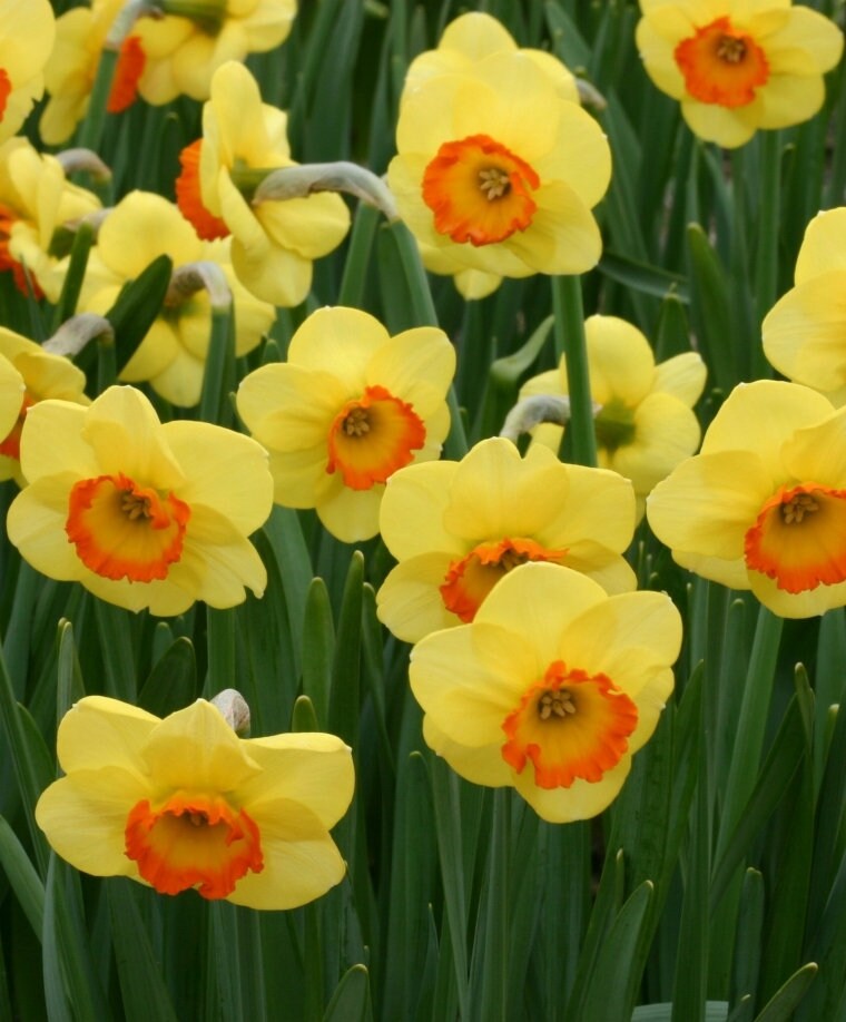 Narcissus 'Bantam' Cupped Daffodil Bulbs Deer Etsy