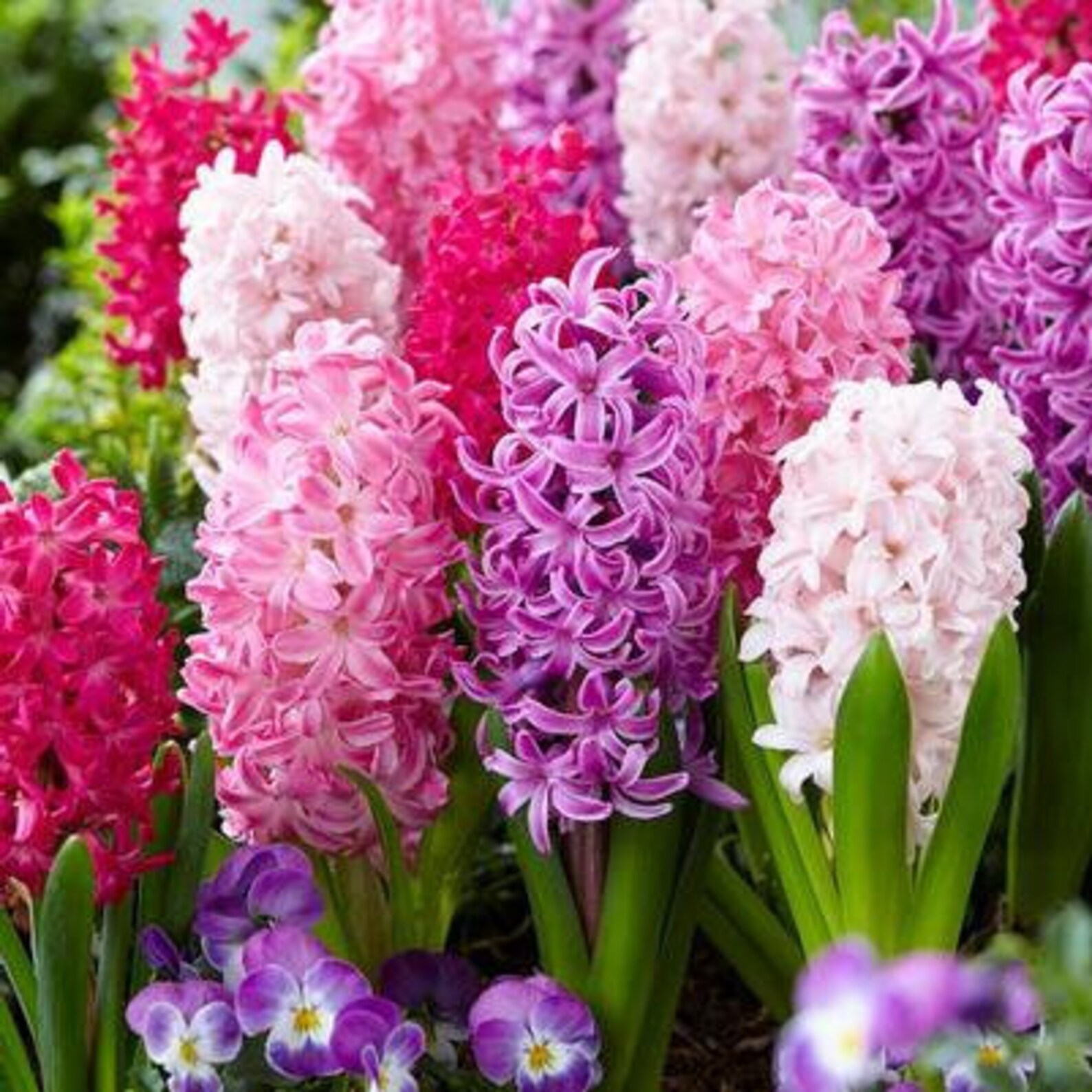 гиацинт розовый. гладиолус крокус клубнелуковица. гиацинт d7 h10. луковичный цветок гиацинт. луковицы гиацинтов.