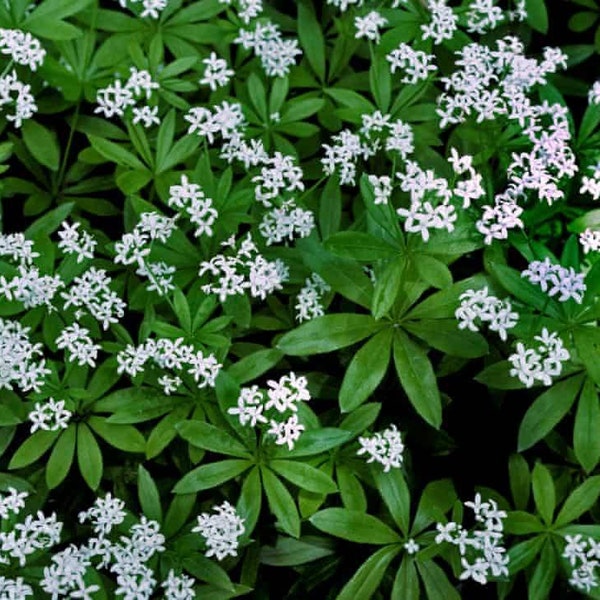 Galium odoratum SWEET WOODRUFF Fragrant Heavenly Ground Cover Shade plants Healthy geowing in 2.5" pots Tolerate Heavy Shade!