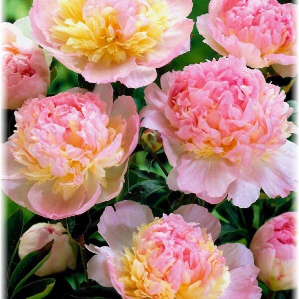 Peony lactiflora 'RASPBERRY SUNDAE' ~Large 3-5 Eye Root Plant~ Fragrant Perennial Flowers USDA Hardy Zone: 3-8 Very Showy Cut Flower