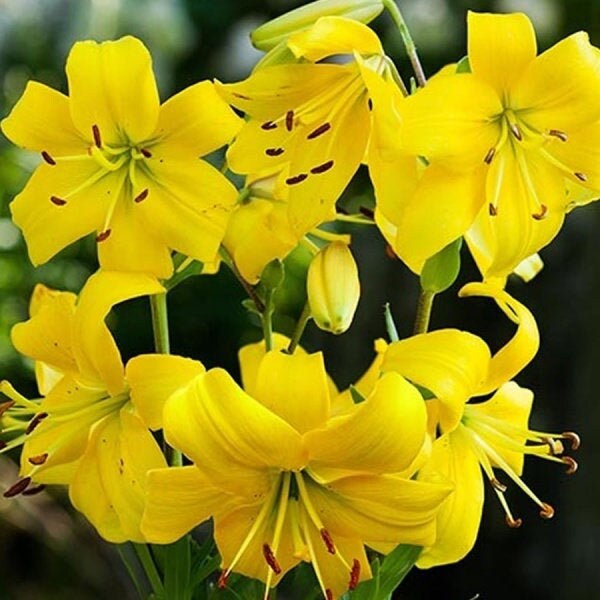 Lilium Pearl Melanie Yellow Recurved Tiger Lily Type Flowers Etsy Lilium Pearl Melanie Yellow Recurved Tiger Lily Type Flowers Etsy