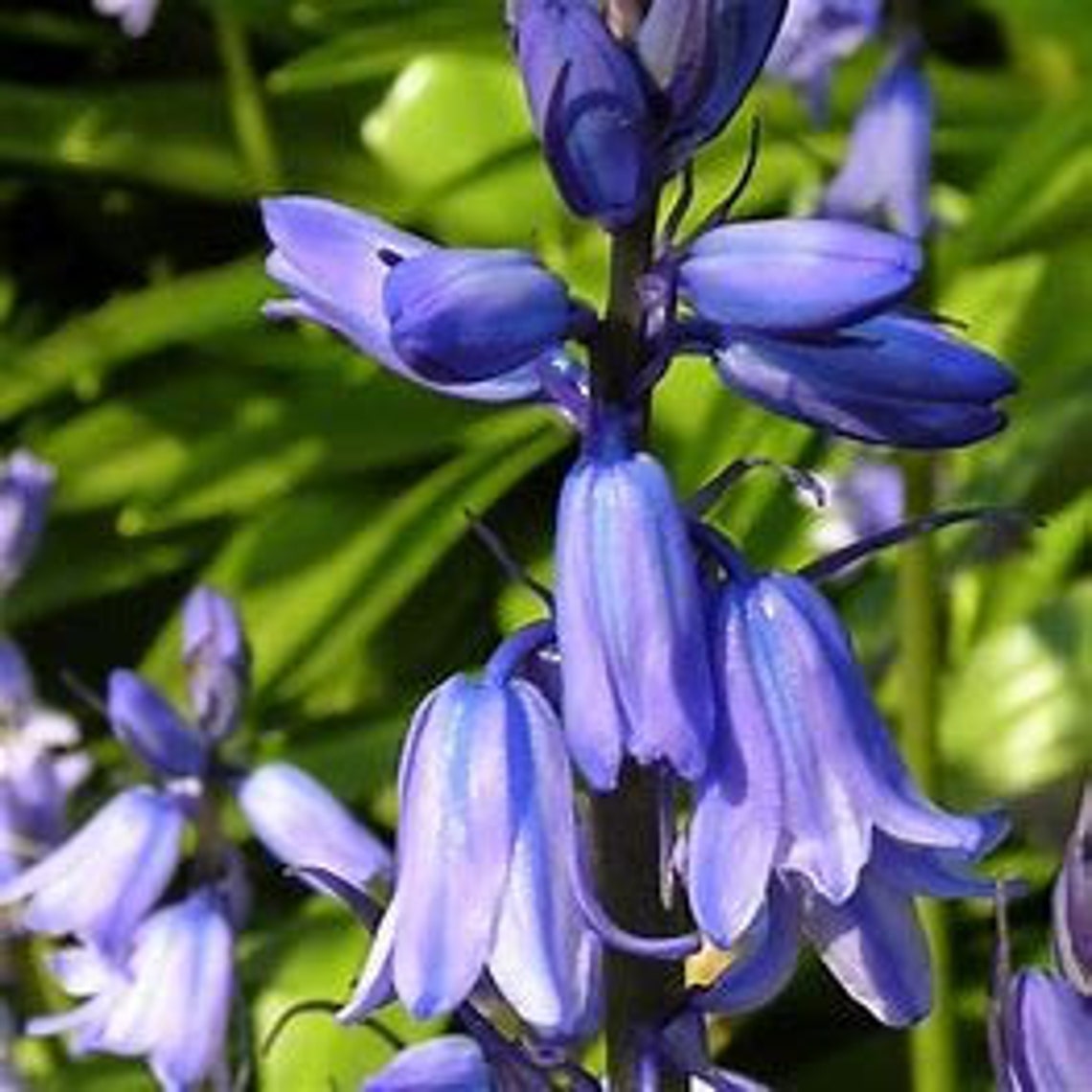 Spanish Bluebell Flower Bulbs Hyacinthoides Hispanica Hardy Etsy
