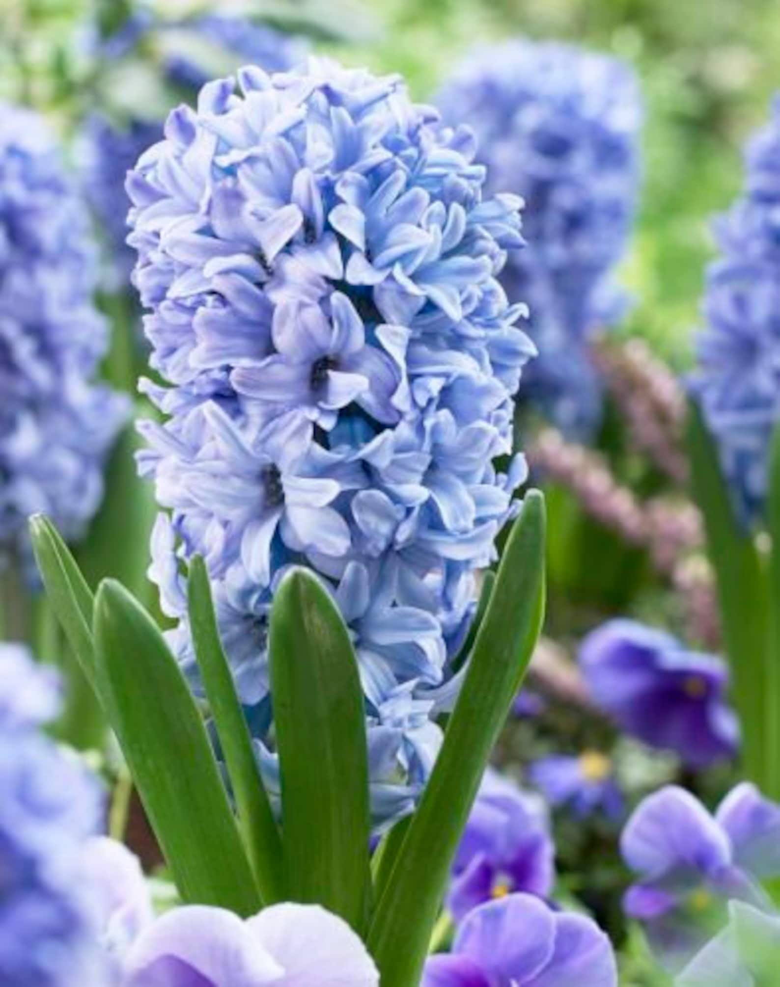 Hyacinth 'Delft Blue' Large Flower Bulbs Perennial Etsy