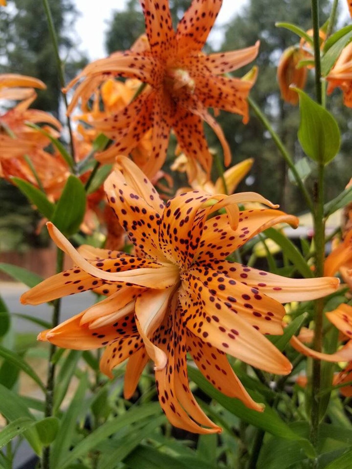 Lilium Flore Pleno Double Tiger Lily hardy Etsy