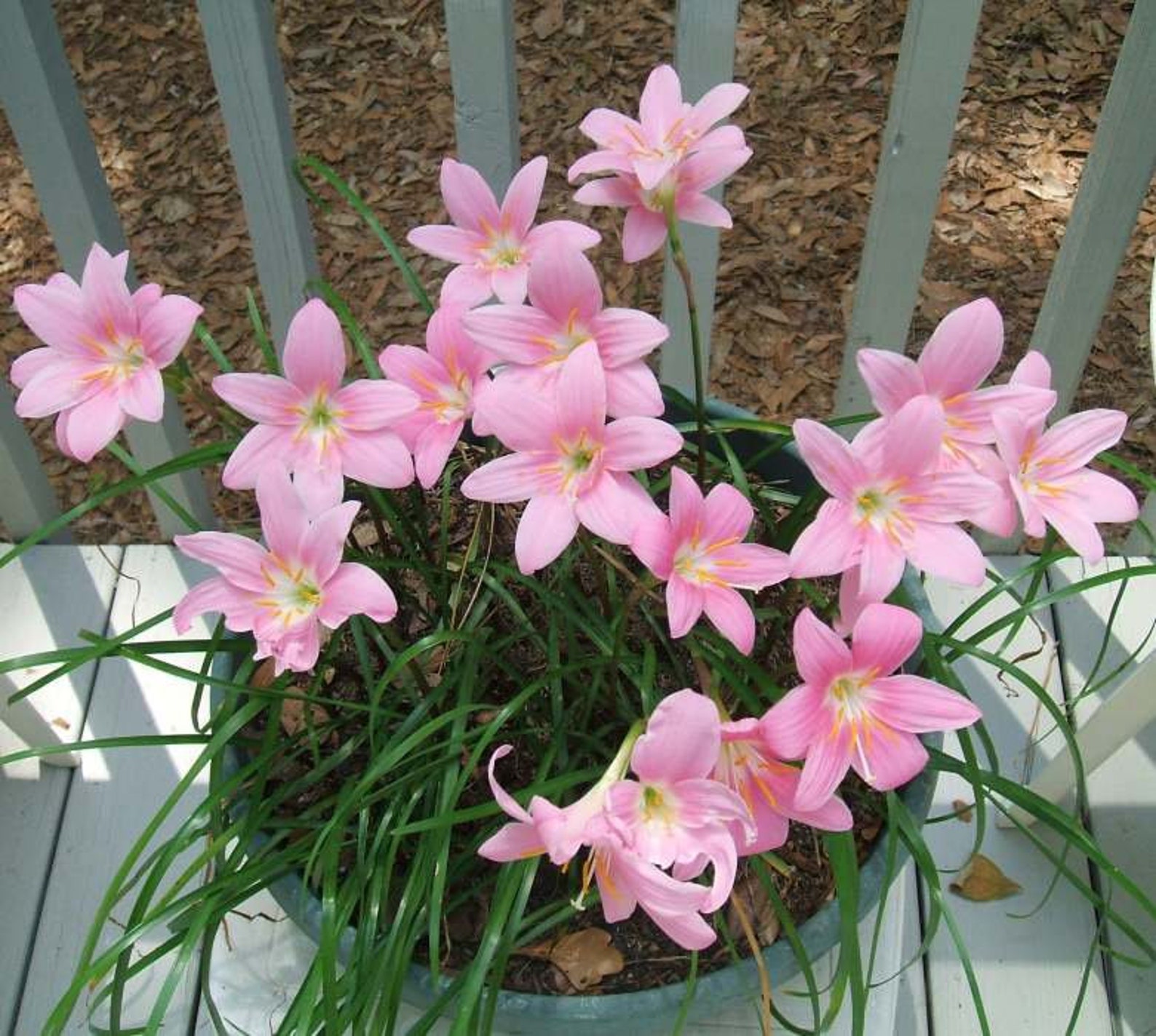 Zephyranthes robustus Fairy Lily Flower Bulbs Etsy