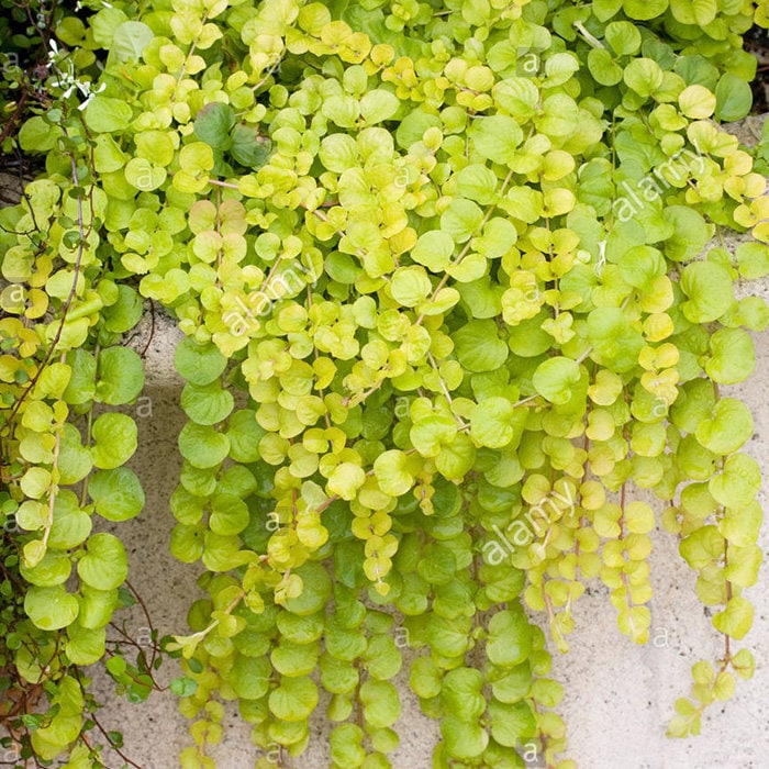 Lysimachia nummularia 'Aurea' Live Creeping Jenny Plant Yellow Leaves Hardy Ground Cover Rock Gardens, Pathway, Stepping Stones, Containers
