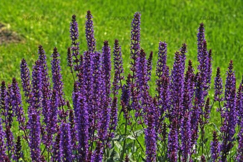 Salvia nemorosa 'Wesuwe' MEADOW SAGE Live Perennial Etsy