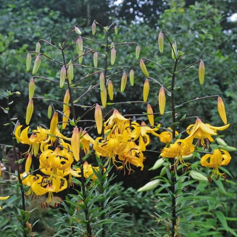 Lilium leichtlinii Japanese Tiger Lily Flower Bulbs Yellow Etsy