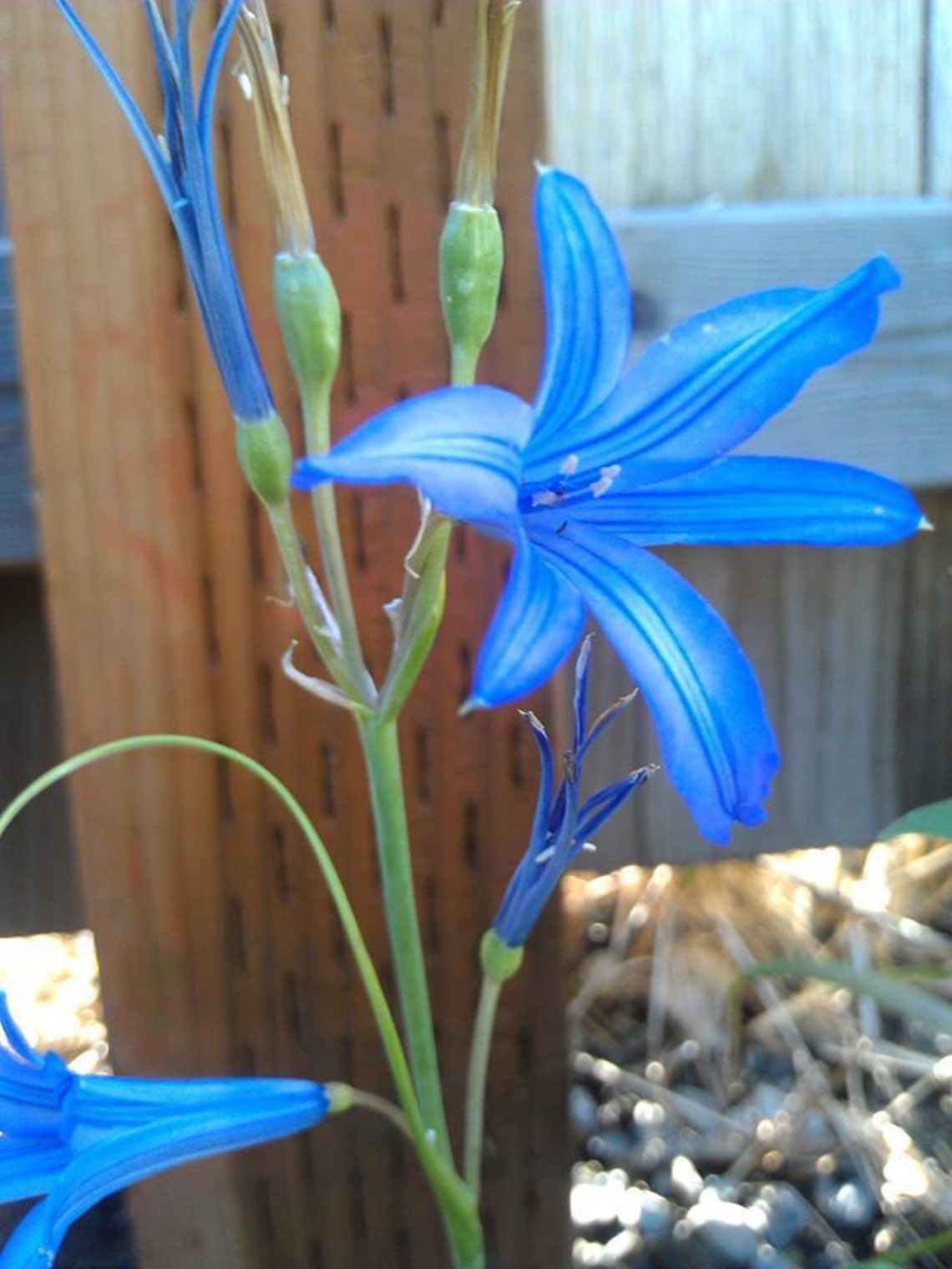 Wild Blue Amaryllis Flower Bulbs Plant Now Outdoors for Spring Etsy
