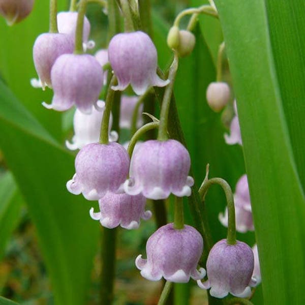 Pink Lily of the Valley Plants CONVILLARIA MAJALIS 'ROSEA' Shade Perennial Fragrant Flowers Ground Cover Zones: 3-8 Deer & Rabbit Resistant!