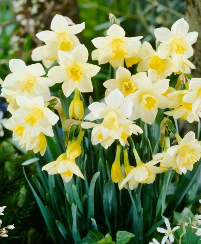 Miniature Daffodil 'Pueblo' Flower Bulbs Deer Etsy