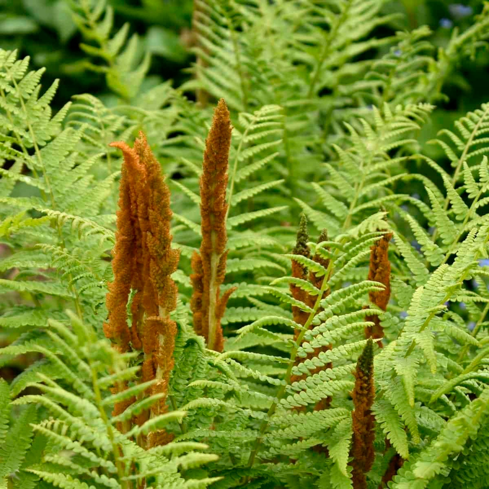 Osmundastrum cinnamomeum CINNAMON FERN Perennial Shade Plant Etsy