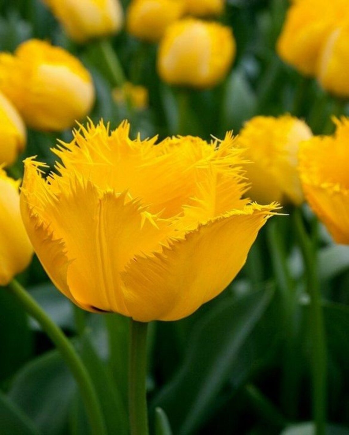 Yellow Fringed Tulip 'Crystal Star' Flower Bulbs Plant Etsy