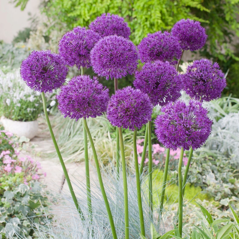 Allium 'Purple Sensation'Ornamental Onion bulbs3ft Etsy