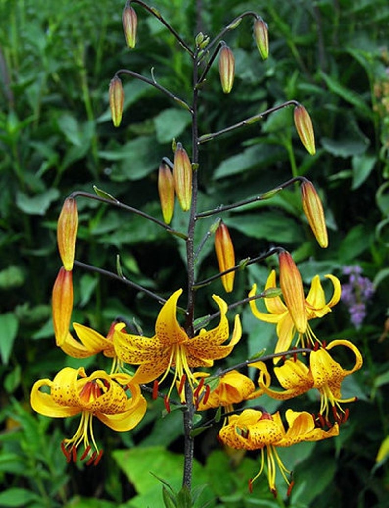 Lilium leichtlinii Japanese Tiger Lily Flower Bulbs Yellow Etsy