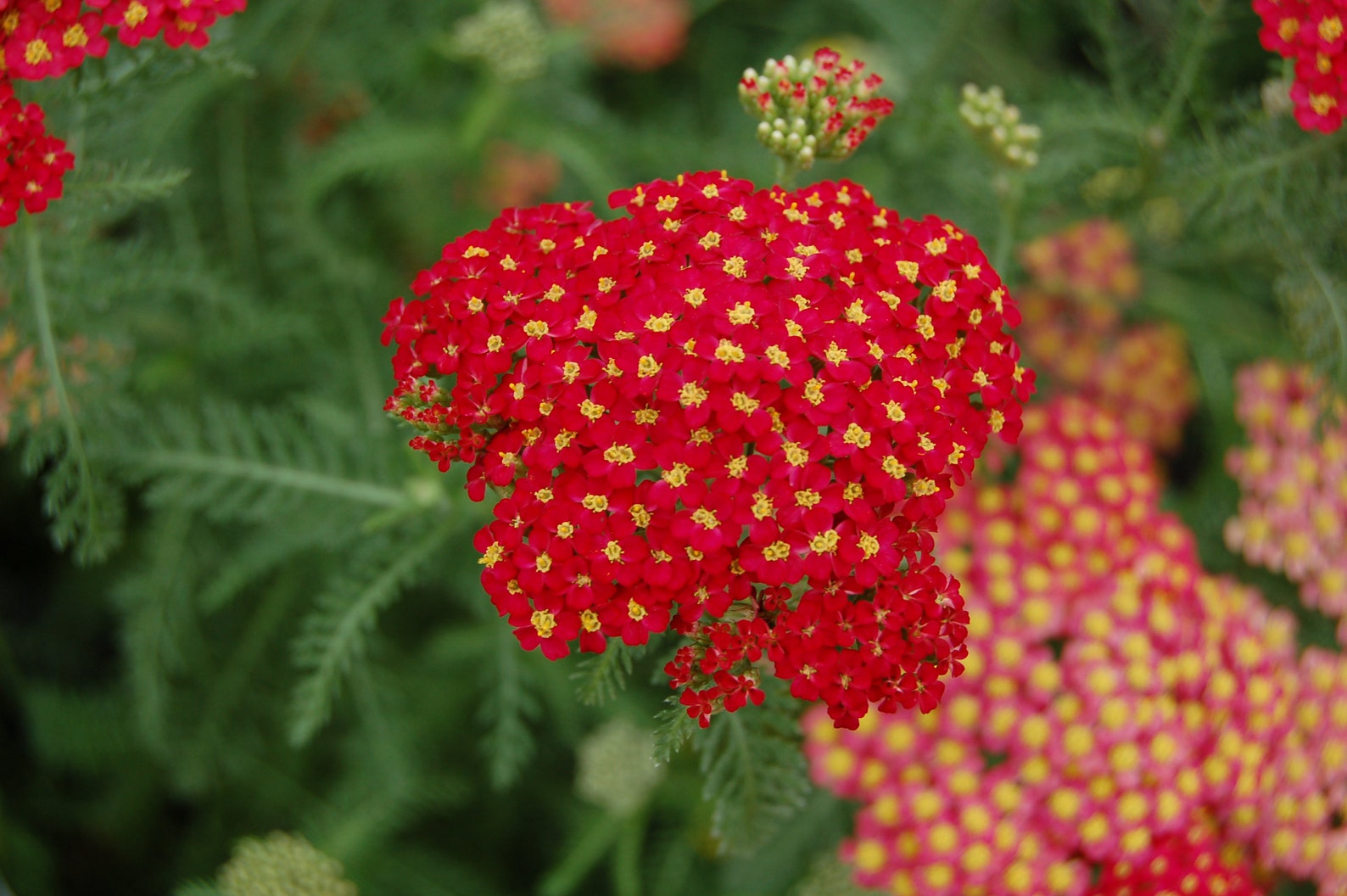 Achillea millefolium 'Paprika' RED YARROW PLANT Etsy