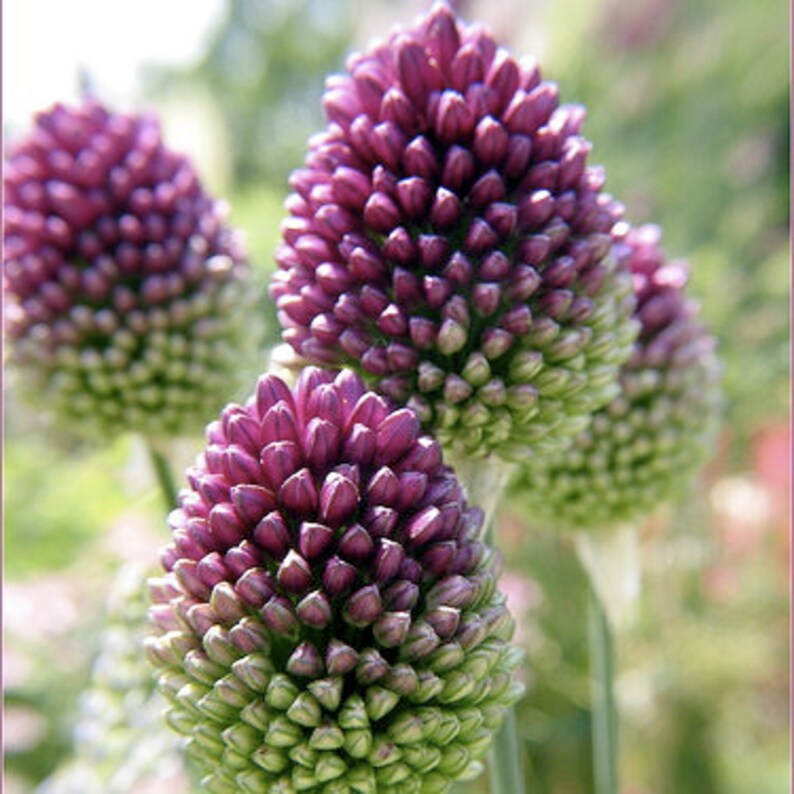 Drumstick Allium bulbs36 tall ornamental onion Etsy